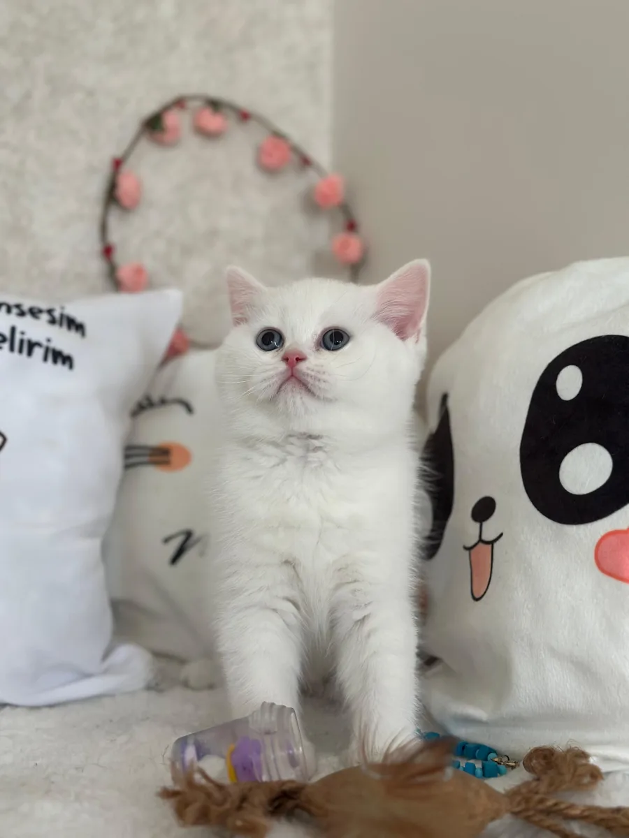 Dünya tatlısı kedicik